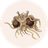 FSM