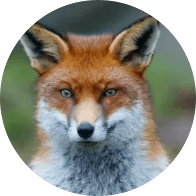 FOX logo