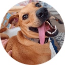 Frankie Dog