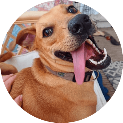 Frankie Dog logo