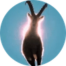 Goat Wif Aura