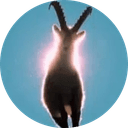 Goat Wif Aura