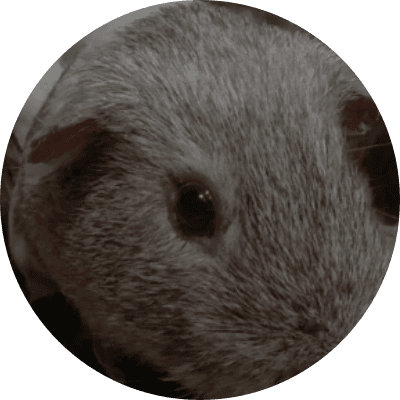 GOONER PIG logo