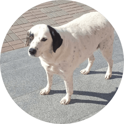 Guilt Trip Dog logo