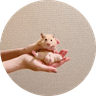 Hamster With Biggest Balls