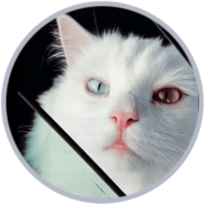 Hebei the Cat logo