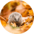 HEDGY