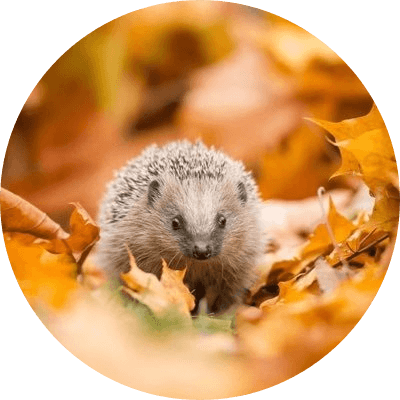 HEDGY the hedgehog logo