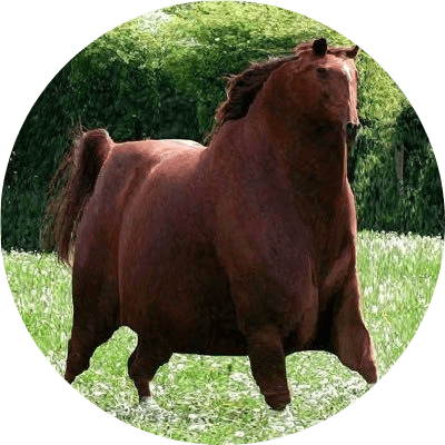 honse logo