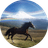 HORSES