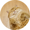 Hosico Cat