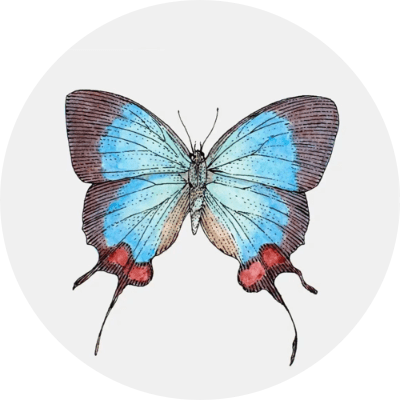 蝴蝶 logo