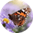花蝴蝶