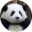 HUAHUA