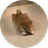 INU