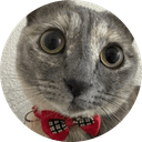 Just Elizabeth Cat