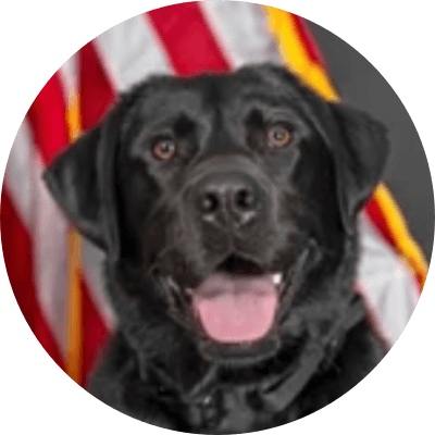 K9 Crypto Agent logo