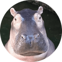 Kha Moo