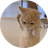 kichi