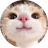 kitty