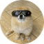 Kori The Pom