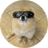 Kori The Pom