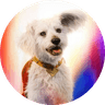 KRYPTO the Superdog