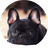 GARGOYLE
