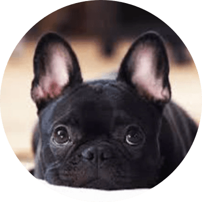Len Sassamans Dog logo