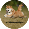 Let The Dog Run
