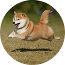 Let The Dog Run
