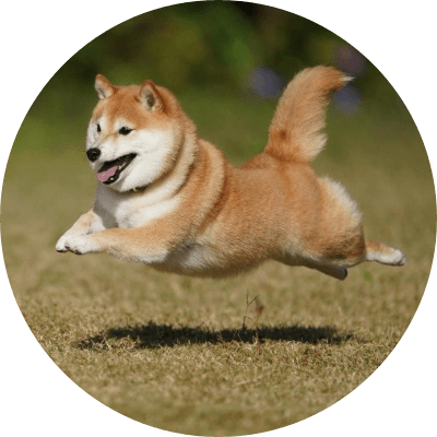 Let The Dog Run logo