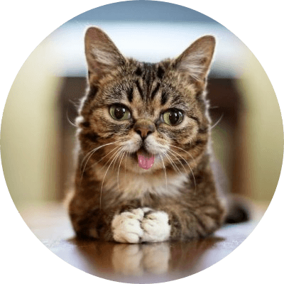 LIL BUB logo