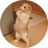 Lolcat