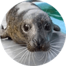 MANGO THE SEAL