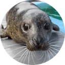 MANGO THE SEAL