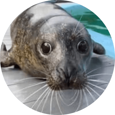 MANGO THE SEAL logo