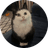 MAUMAU