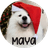 MAYA