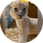 MAZIWA