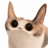 MEEP CAT