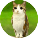 meowl the owl cat