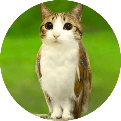 meowl the owl cat logo
