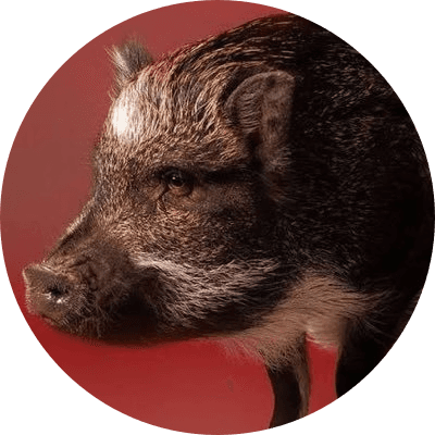 Merlin The Pig logo