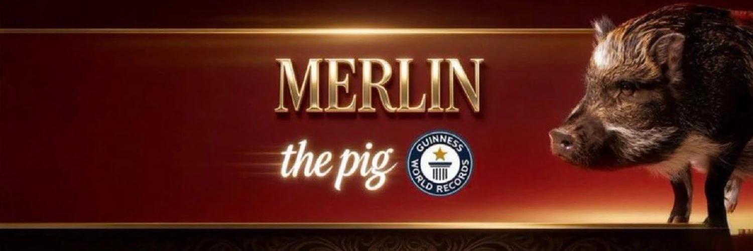Merlin The Pig banner