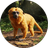 MICO