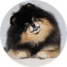 Mocha Pom