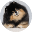 Mocha Pom