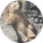 モモ太