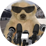 Money Dog